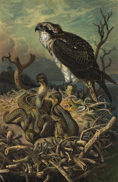 Águila pescadora de European School